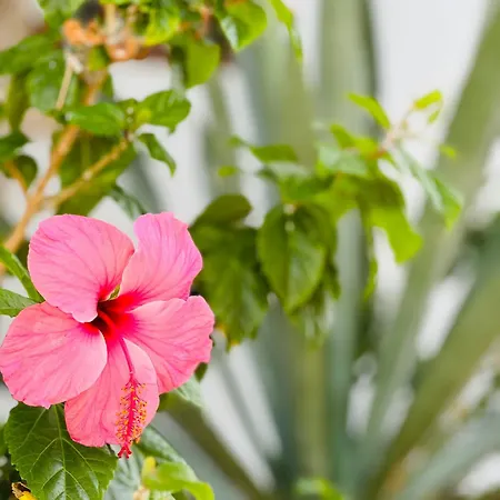 Sunshine Daydream Costa Adeje شقة